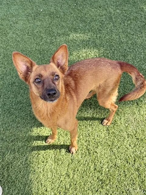 An adult medium-sized female Mixed Breed dog named Cherry for adoption in Dallas, TX