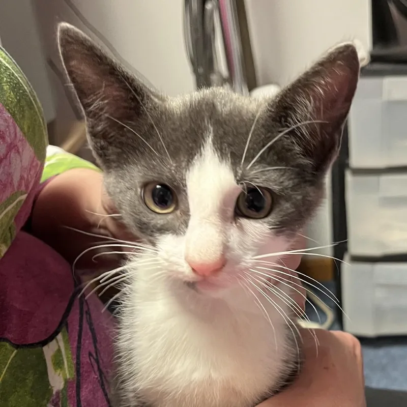 A baby small-sized male Gray / Blue / Silver Domestic Short Hair cat named Winston for adoption in Hopkinton, MA