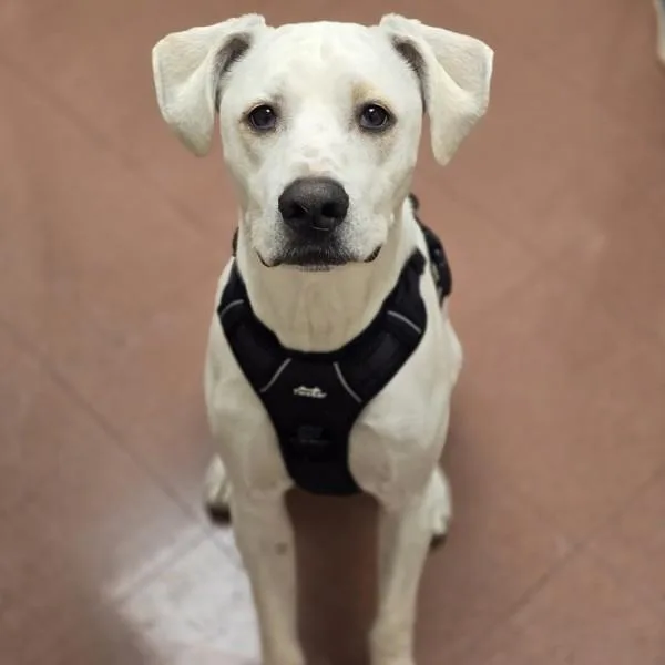 A young large-sized male Pit Bull Terrier dog named Angel for adoption in Dublin, CA