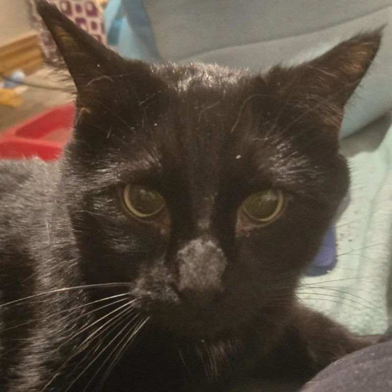 Oliver