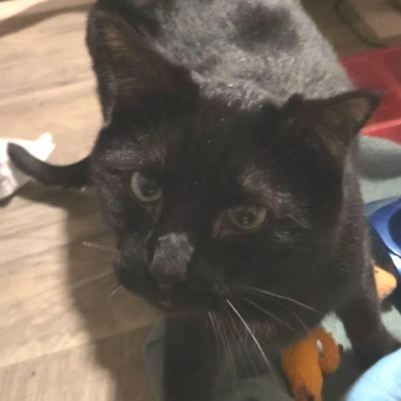 Oliver thumbnail 2
