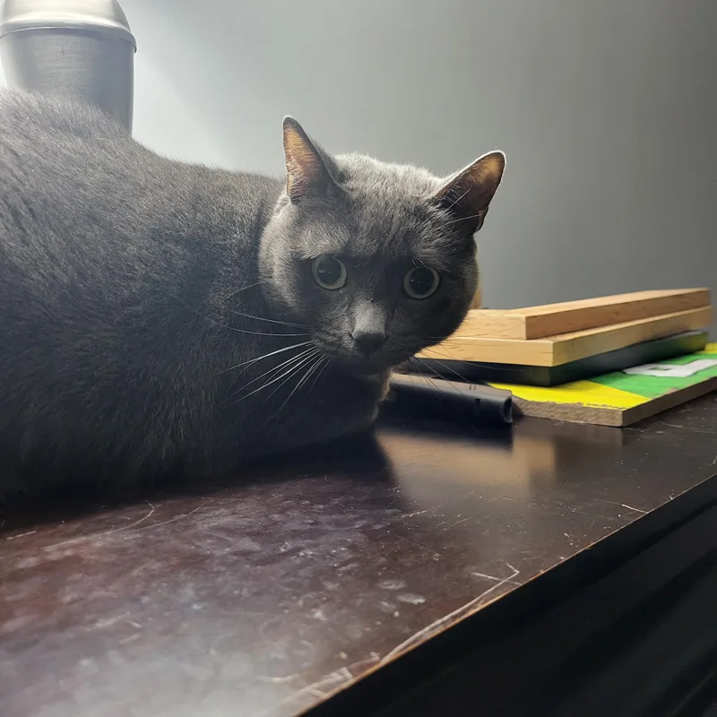 An adult medium-sized female Gray / Blue / Silver Russian Blue cat named Gracie for adoption in Allentown, PA