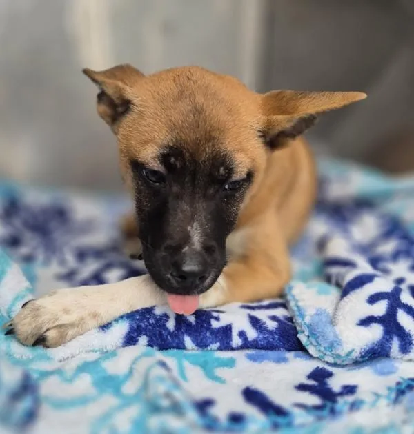 A baby small-sized female Labrador Retriever dog named Pen  April for adoption in Lawrenceville, GA