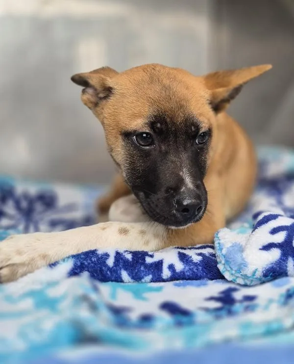 Pen  April thumbnail 2