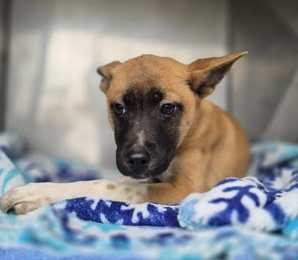 Pen  April thumbnail 3