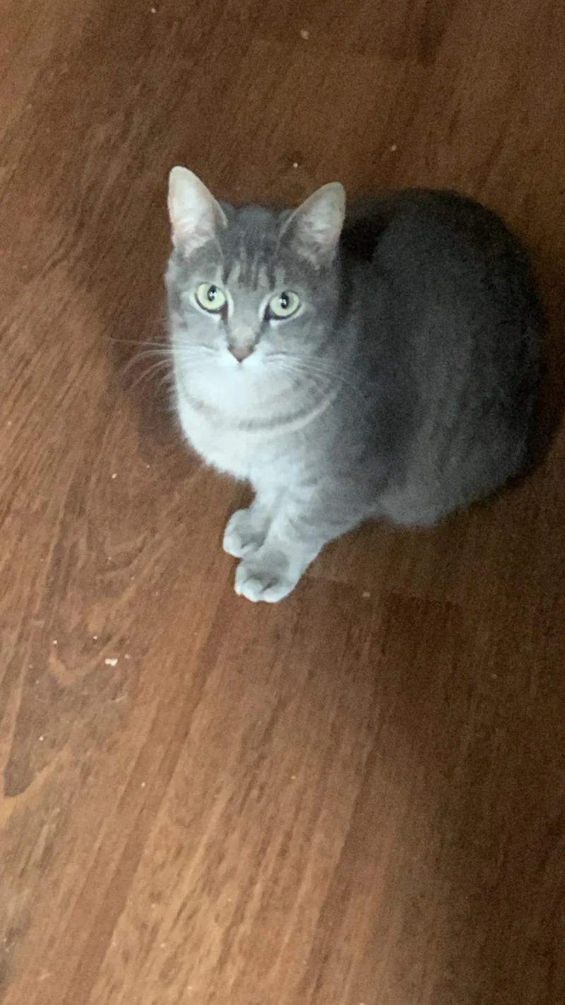 An adult large-sized female Domestic Short Hair cat named Holly for adoption in Little River, SC