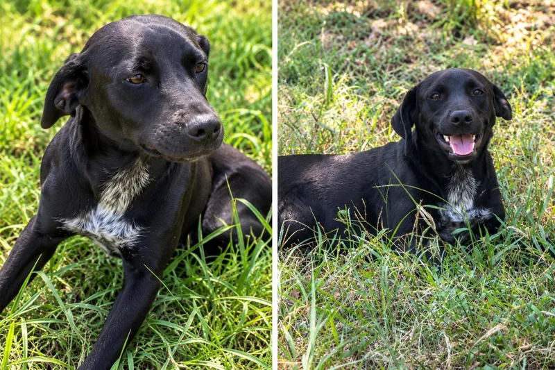 A baby small-sized female Labrador Retriever dog named Lacey for adoption in Kiln, MS