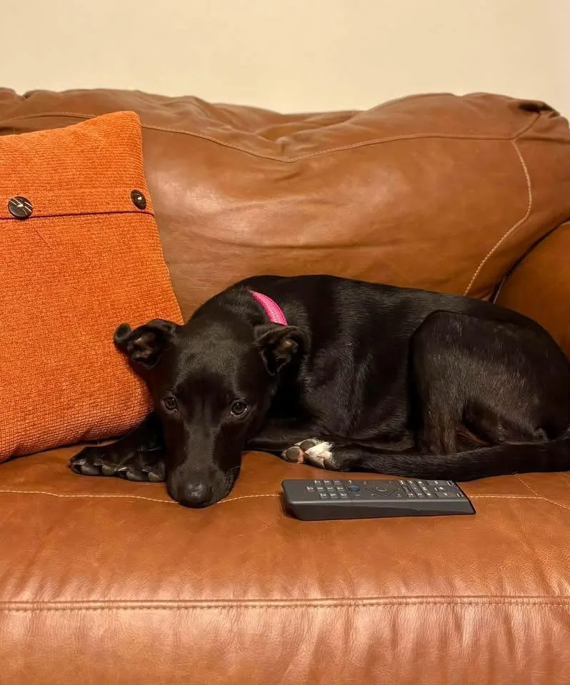 A young large-sized female Terrier dog named Belle for adoption in Berlin, NJ