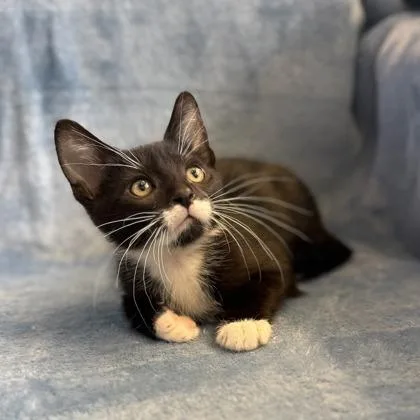 A baby small-sized male Domestic Short Hair cat named Kevin for adoption in Janesville, WI