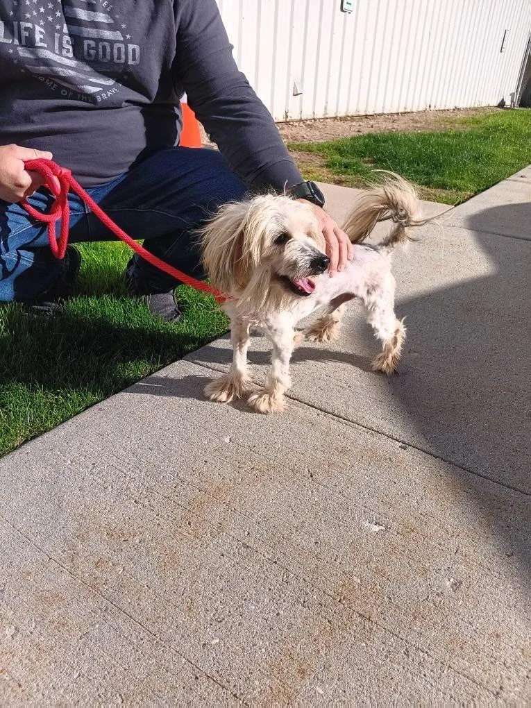 An adult small-sized male Terrier dog named Max for adoption in Salt Lake City, UT