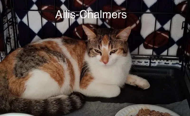 Allis Charmers