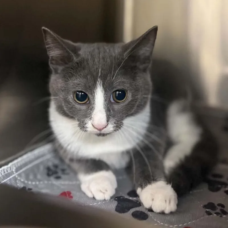 A baby small-sized female Domestic Short Hair cat named Gema for adoption in Caryville, TN