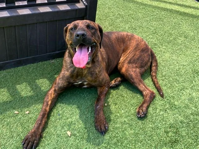 A young large-sized female Rhodesian Ridgeback dog named Brandy for adoption in Tustin, CA