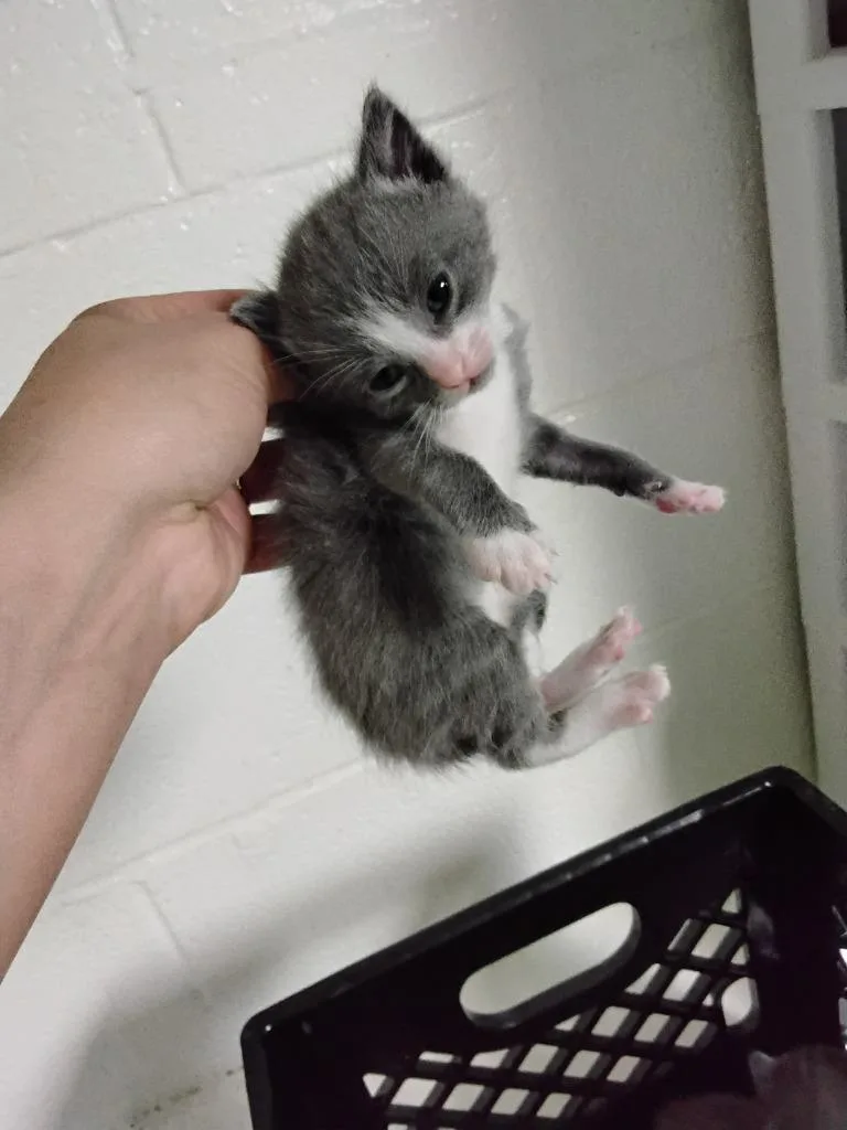 A baby small-sized male Domestic Short Hair cat named Base for adoption in Ada, OK