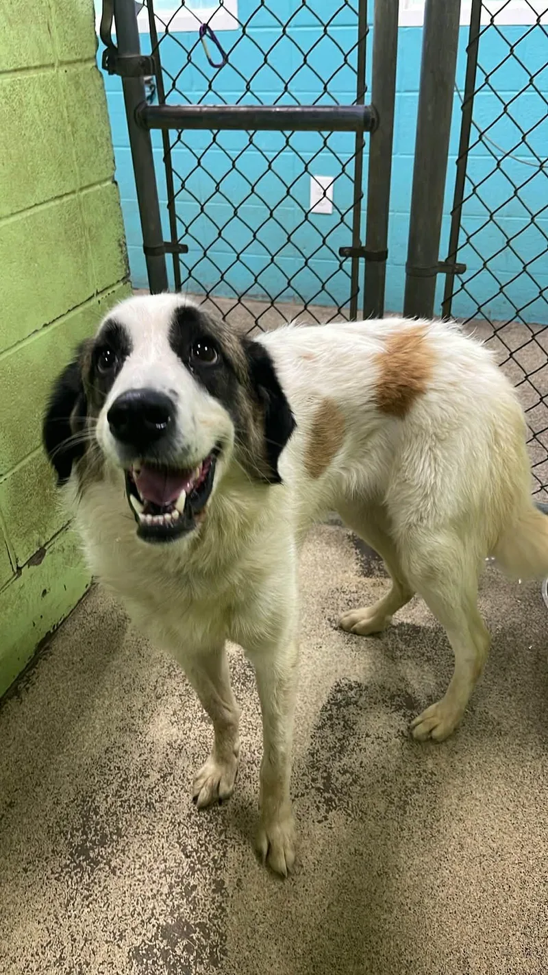 An adult large-sized female Tricolor (Brown, Black, & White) Great Pyrenees dog named Willow for adoption in Fort Payne, AL