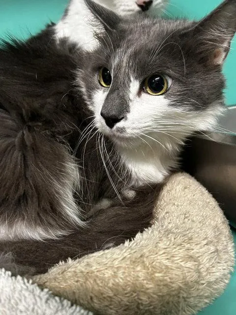 A young medium-sized male Domestic Short Hair cat named Hazel yrs male for adoption in Sterling, MA
