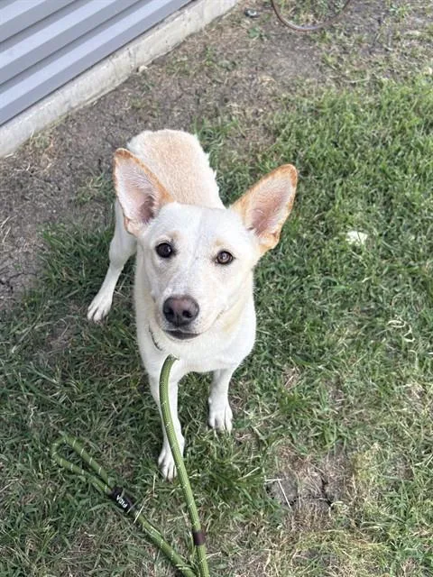 A young large-sized female Carolina Dog dog named Athena for adoption in Forney, TX