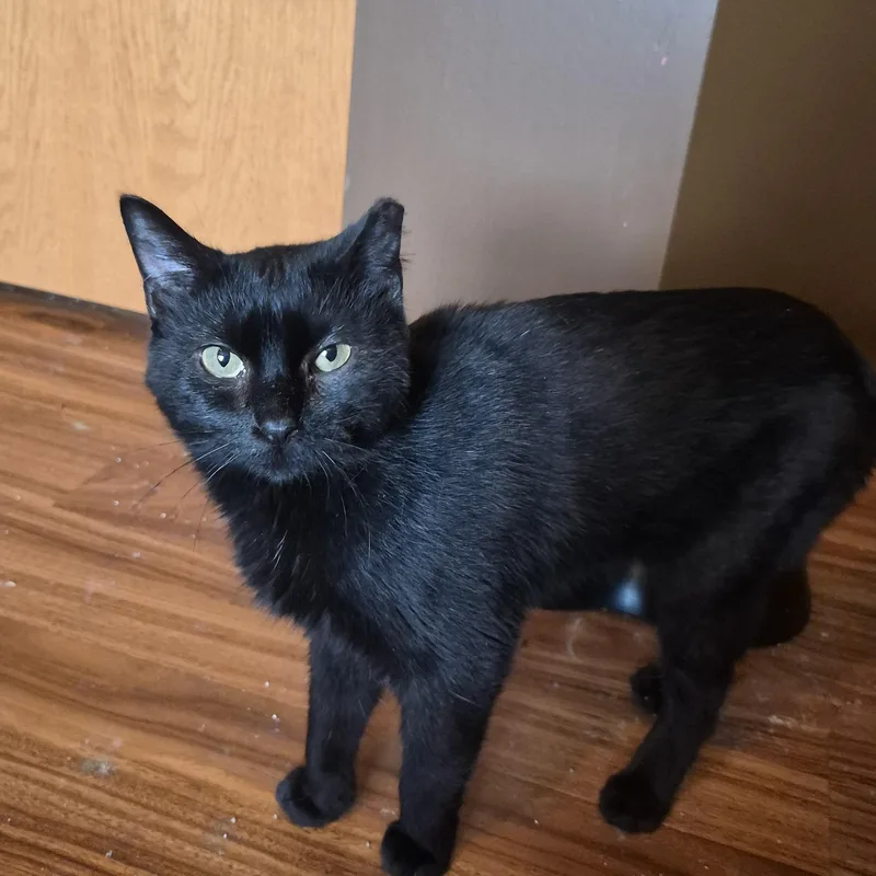 An adult medium-sized male Black Domestic Short Hair cat named Bitty for adoption in Plainfield, IL