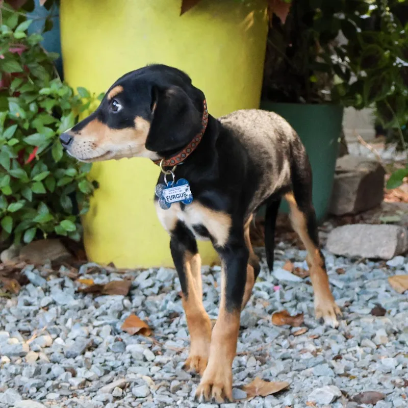 A baby small-sized male Hound dog named Furgus for adoption in Wake Forest, NC