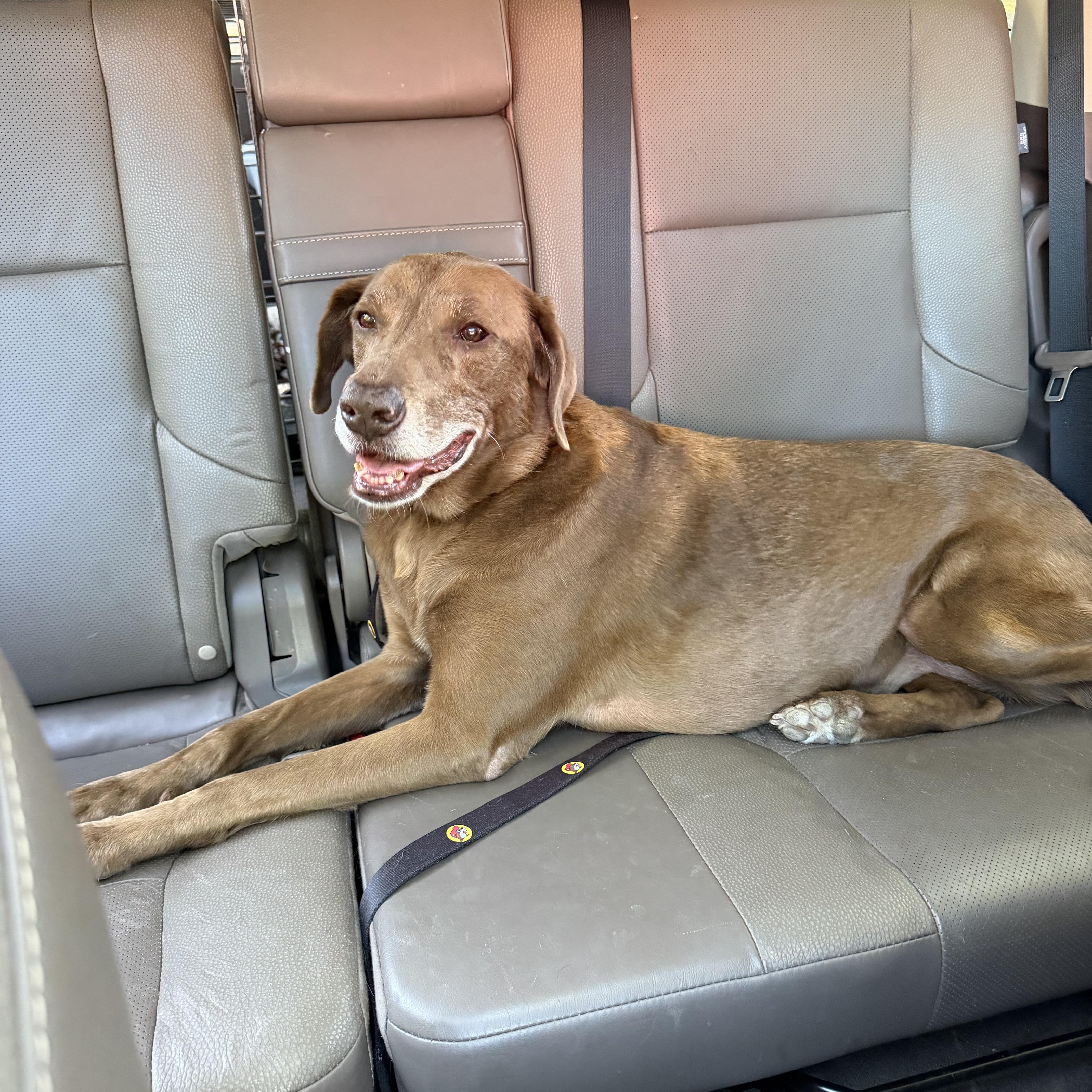 An adult medium-sized female Brown / Chocolate Chocolate Labrador Retriever dog named Lady for adoption in Tunica, MS
