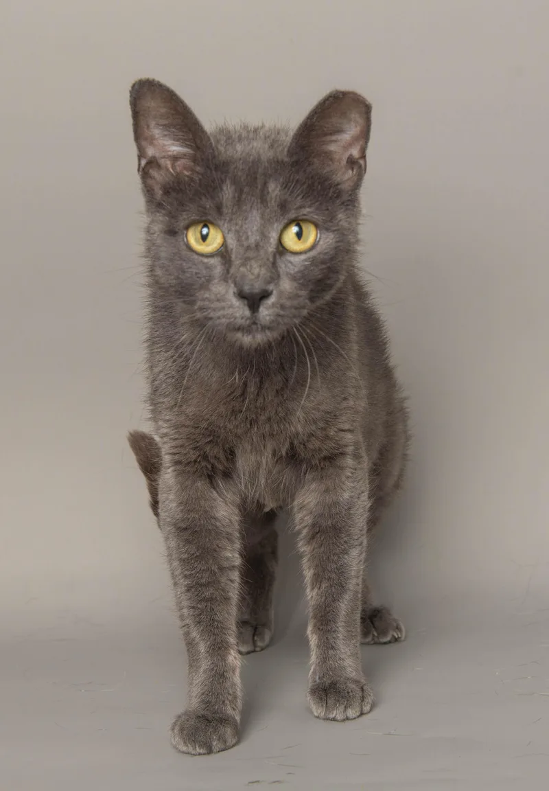 An adult medium-sized female Gray / Blue / Silver Domestic Short Hair cat named Drea for adoption in Wyandotte, MI