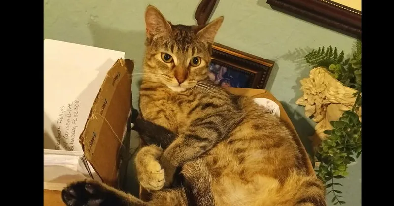 A young medium-sized female Domestic Short Hair cat named Arya for adoption in Saint Augustine, FL