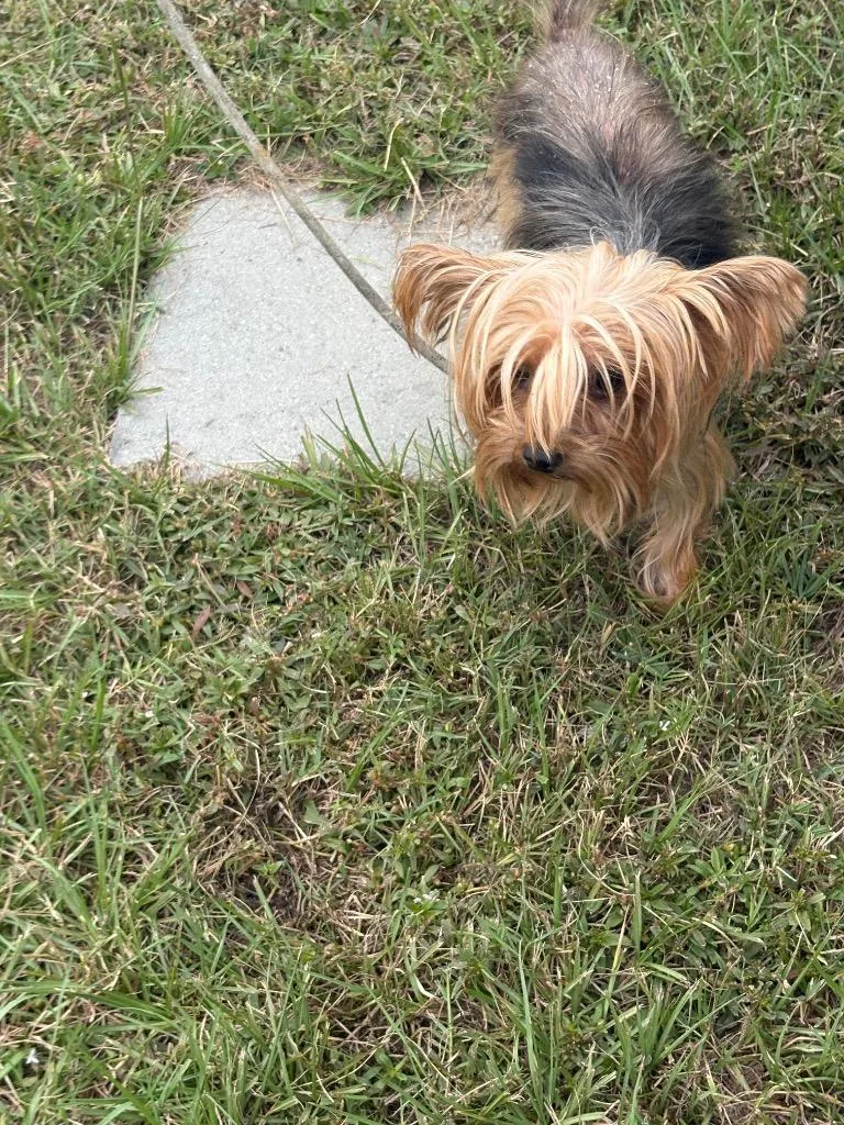An adult medium-sized male Yorkshire Terrier dog named Winston for adoption in Effingham, SC