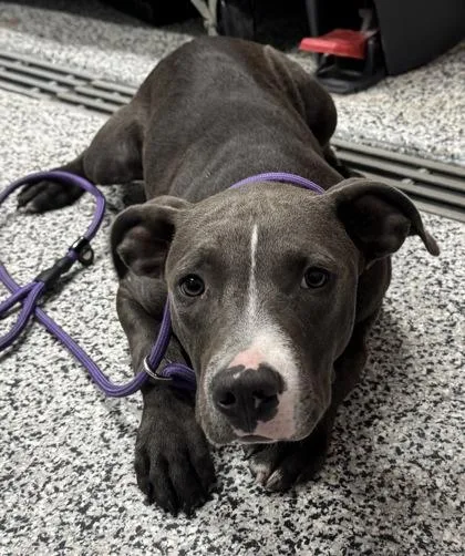 An adult medium-sized male Mixed Breed dog named Huey for adoption in West Chester, PA
