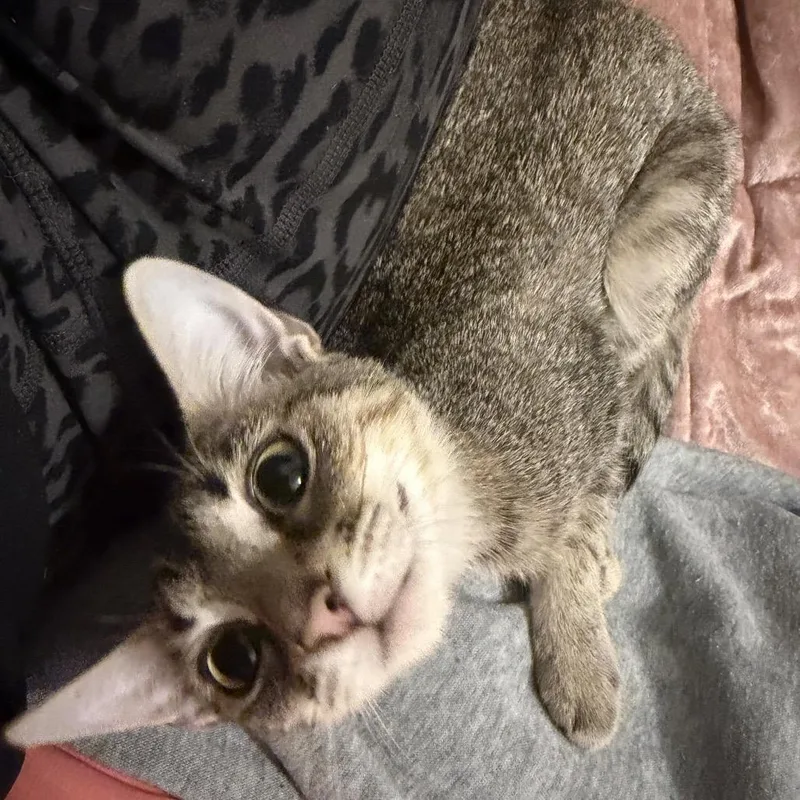 A baby small-sized female Domestic Short Hair cat named Olivia for adoption in Titusville, FL