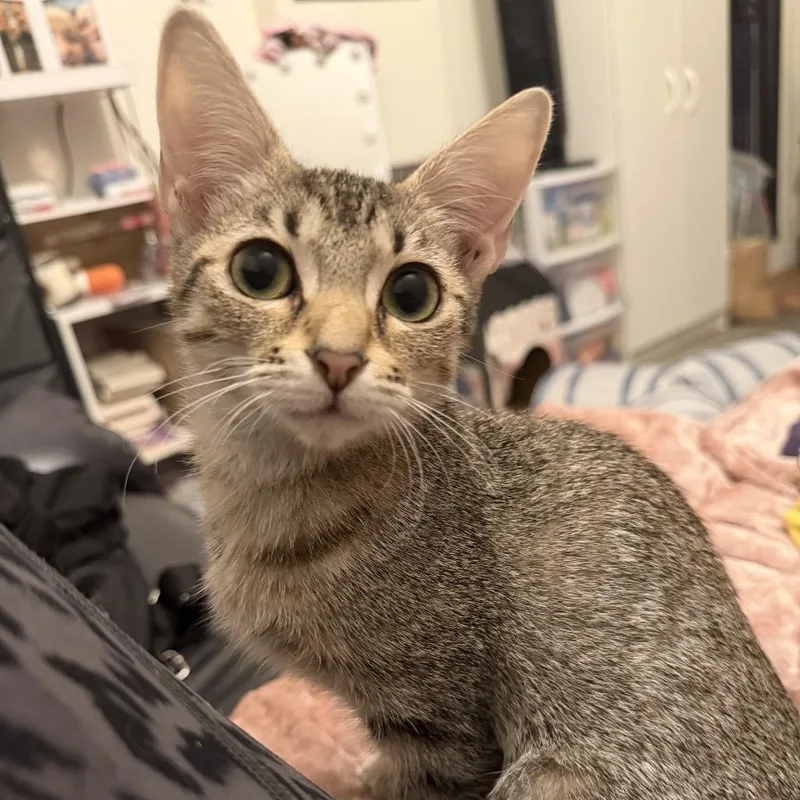 Olivia thumbnail 2