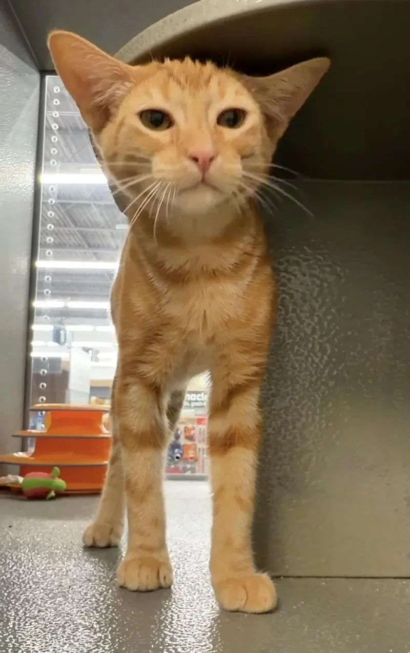 A baby medium-sized male Tabby (Orange / Red) Domestic Short Hair cat named Froyo INDOOR ONLY for adoption in Stockton, CA