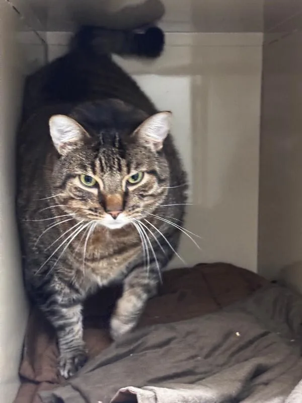An adult small-sized male Domestic Short Hair cat named Tansy for adoption in Arlington, WA