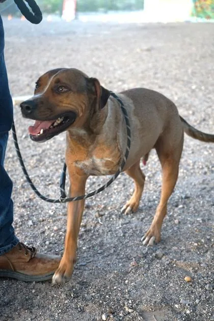 An adult medium-sized male Pit Bull Terrier dog named Rick for adoption in El Paso, TX