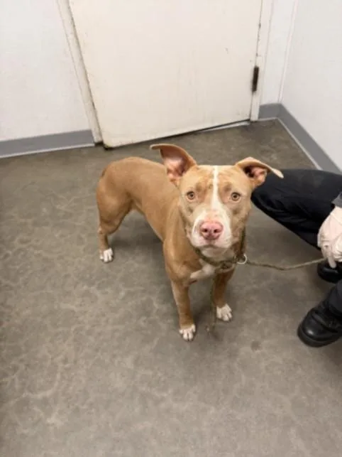 A young large-sized female Pit Bull Terrier dog named Apple Pie for adoption in Los Angeles, CA