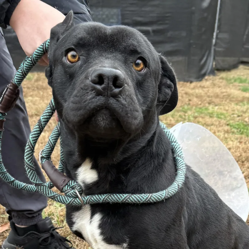 Bagheera thumbnail 2