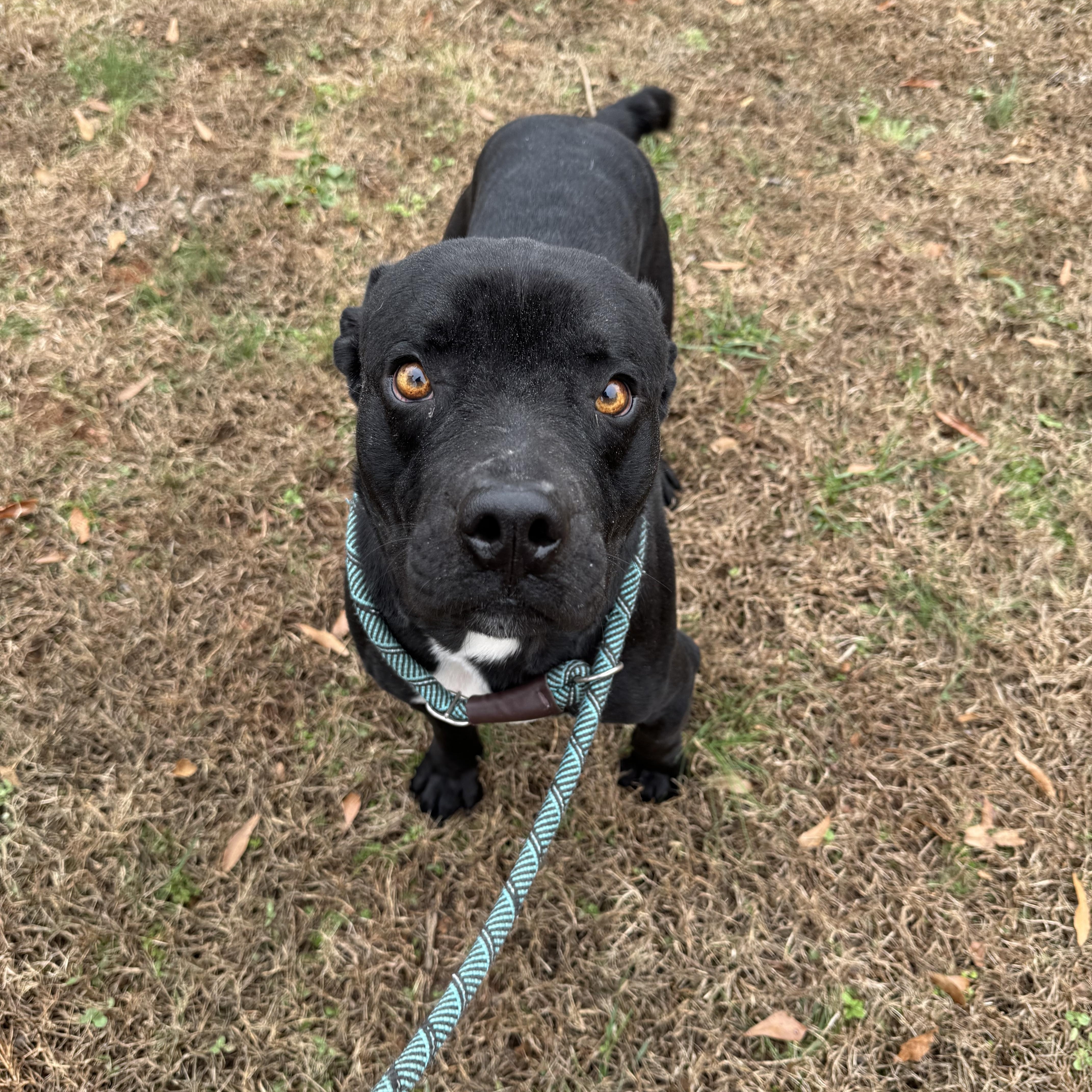 Bagheera thumbnail 3