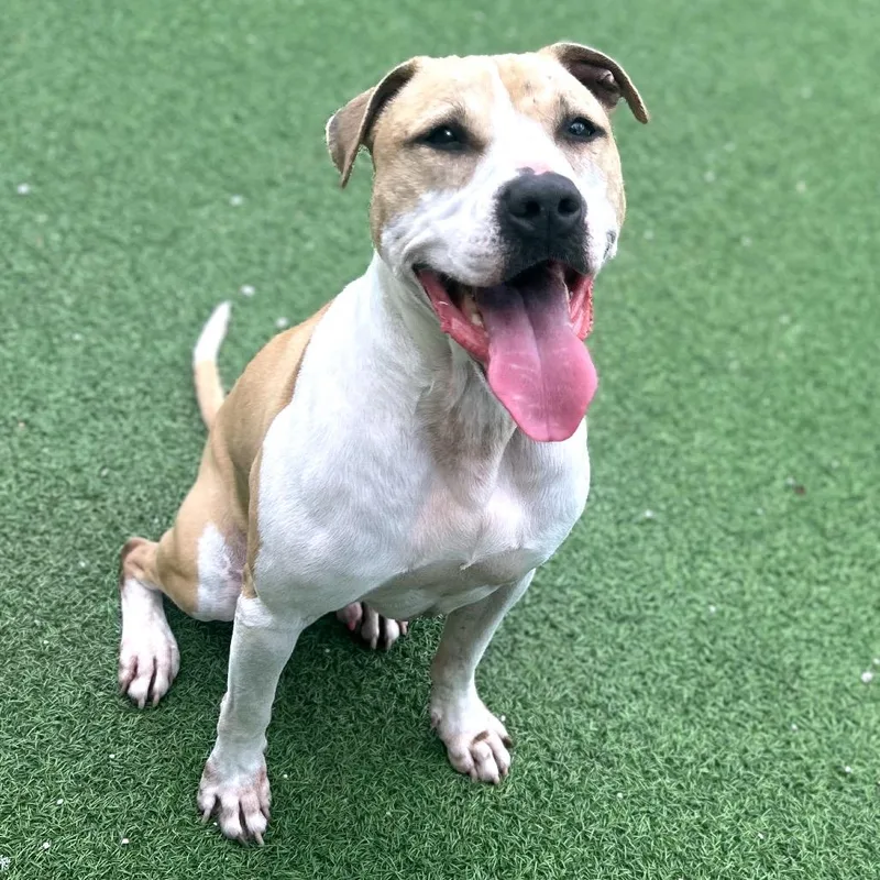 Chex Aka Bentley thumbnail 2