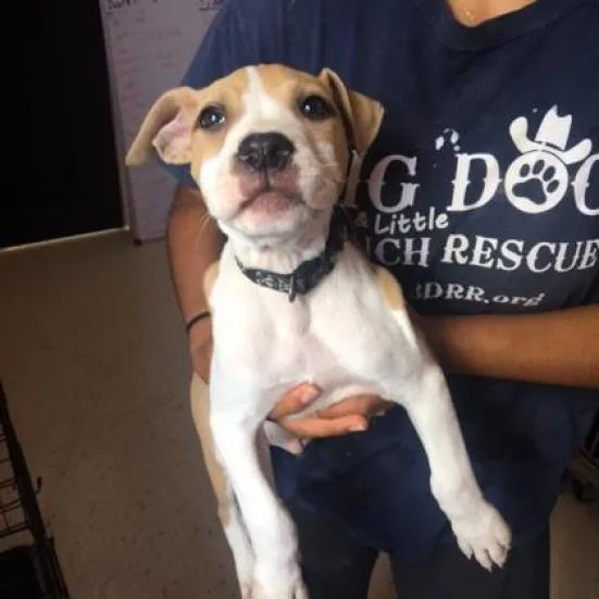 Chex Aka Bentley thumbnail 3