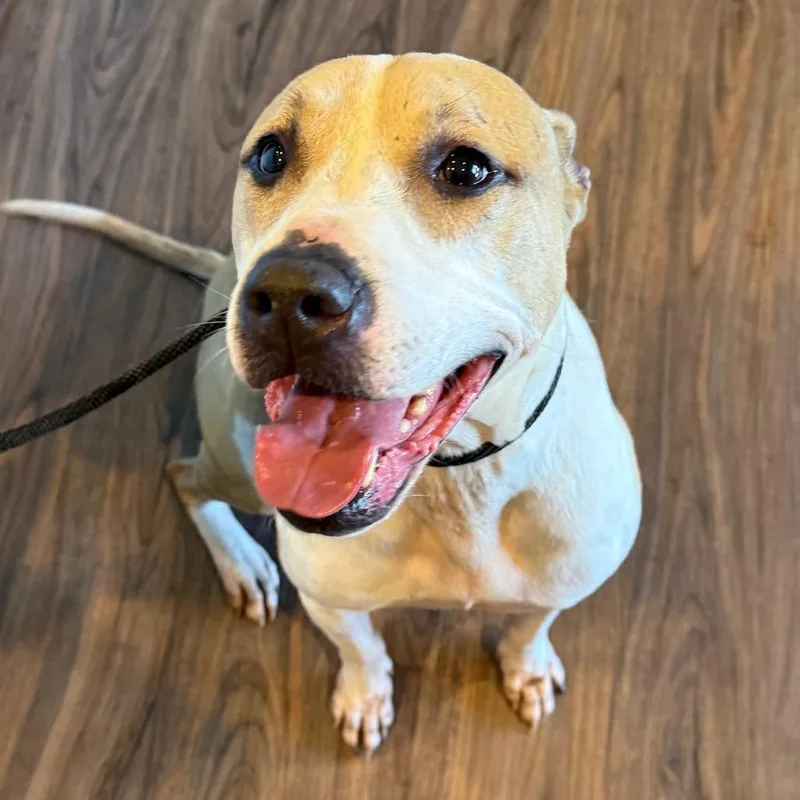 Chex Aka Bentley thumbnail 4