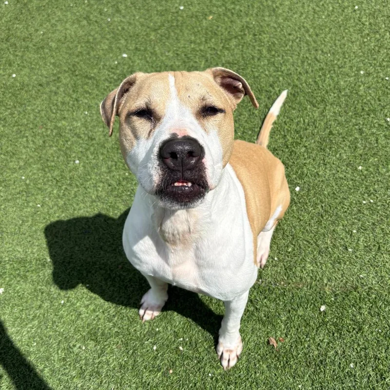 Chex Aka Bentley thumbnail 5