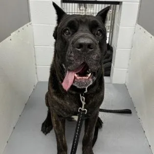An adult extra large-sized male Cane Corso dog named Messi for adoption in Worcester, MA