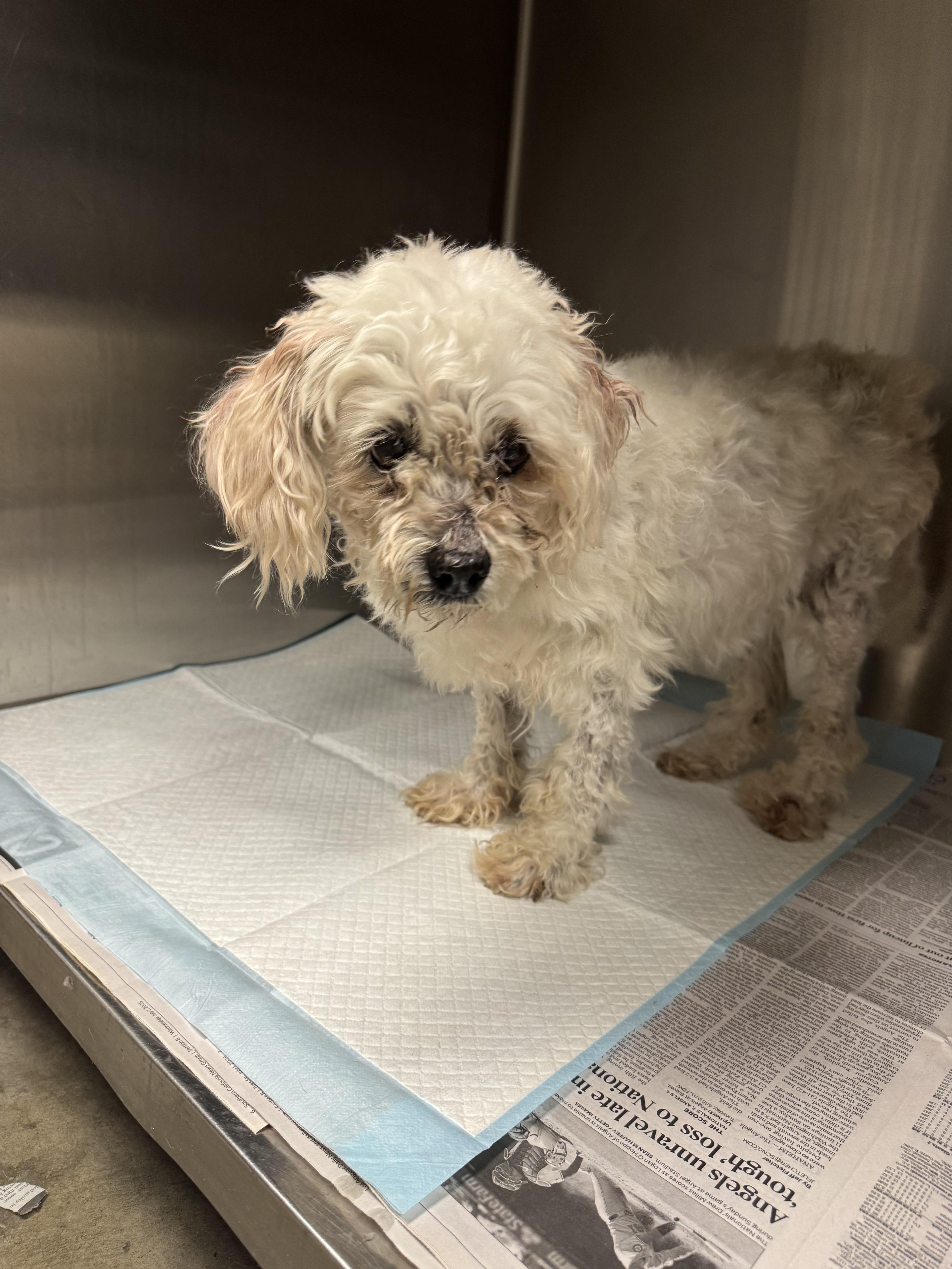 A senior medium-sized female Lhasa Apso dog named Dutchess for adoption in Chatsworth, CA