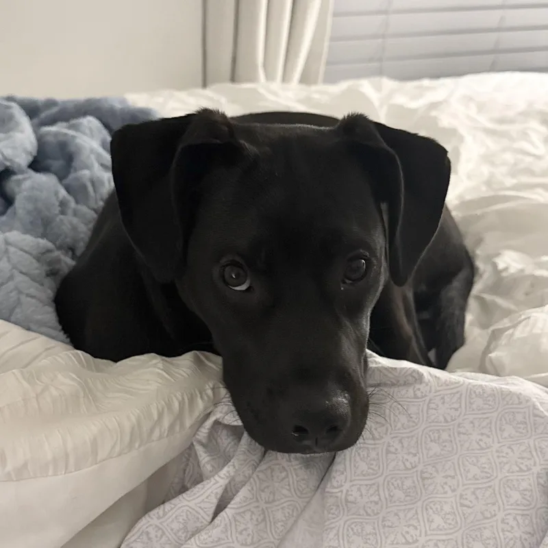 A baby medium-sized male Black Pit Bull Terrier dog named Toda for adoption in Columbia, SC