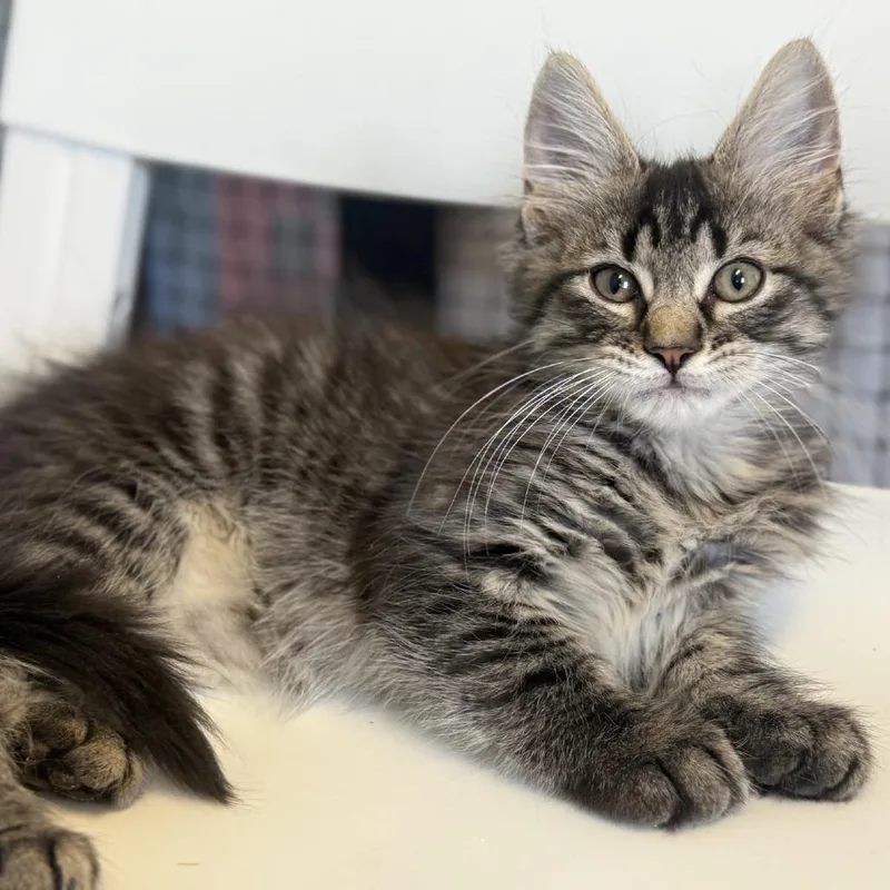 A baby small-sized male Gray / Blue / Silver Domestic Long Hair cat named Aegon for adoption in Ridgely, MD