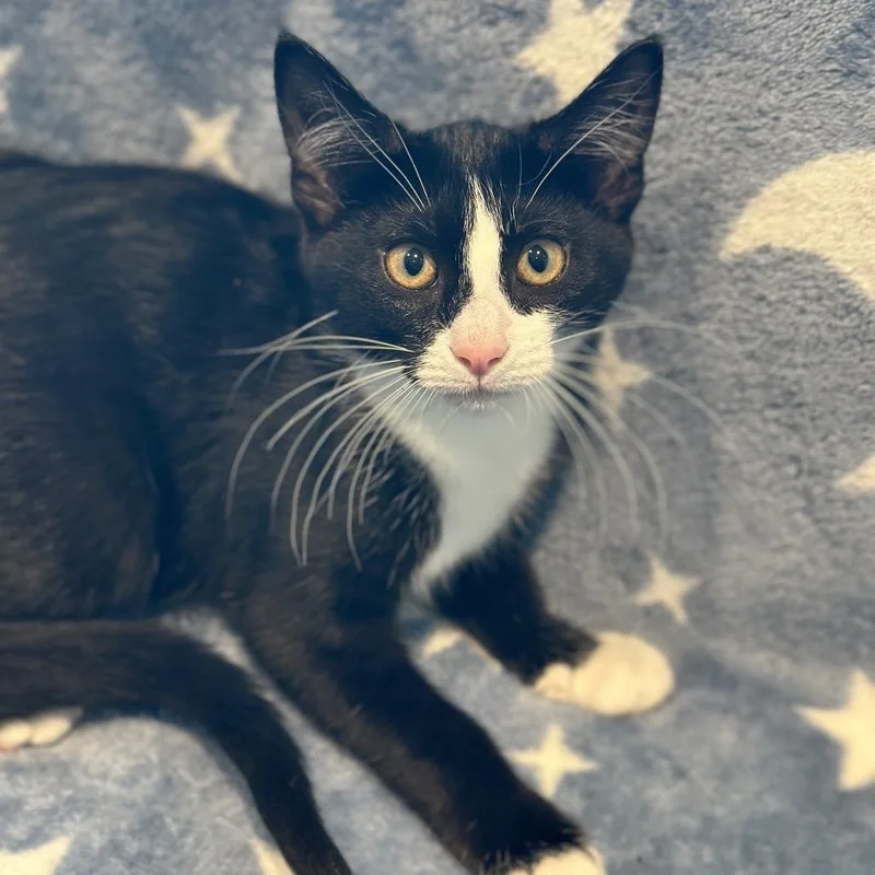 A baby small-sized female Black Domestic Short Hair cat named Pansy for adoption in South Elgin, IL