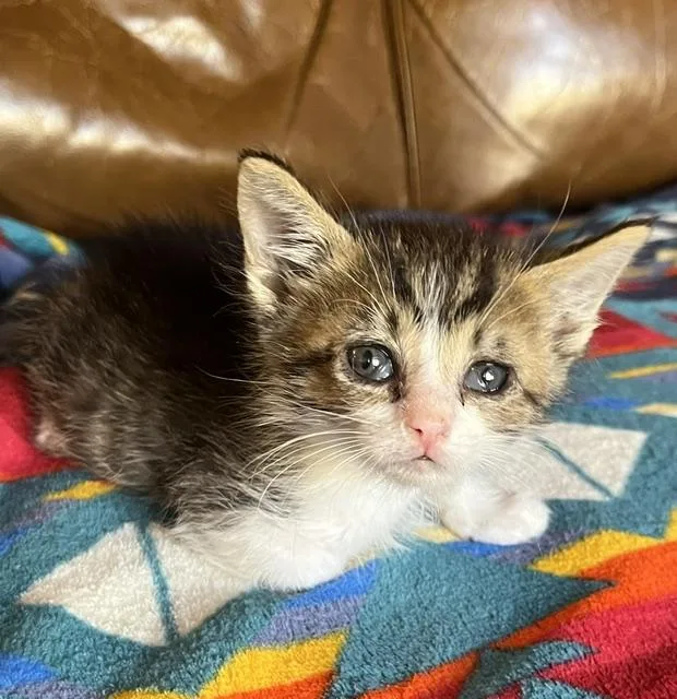 A baby small-sized female Domestic Short Hair cat named Ava for adoption in Santa Fe, NM