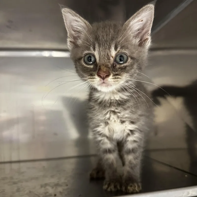 A baby small-sized male Gray / Blue / Silver Domestic Short Hair cat named Tiger for adoption in Blue Ridge, GA