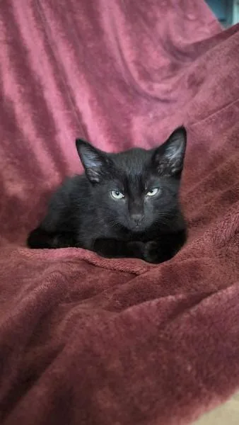 A baby medium-sized male Domestic Short Hair cat named Shadow for adoption in Madison, GA