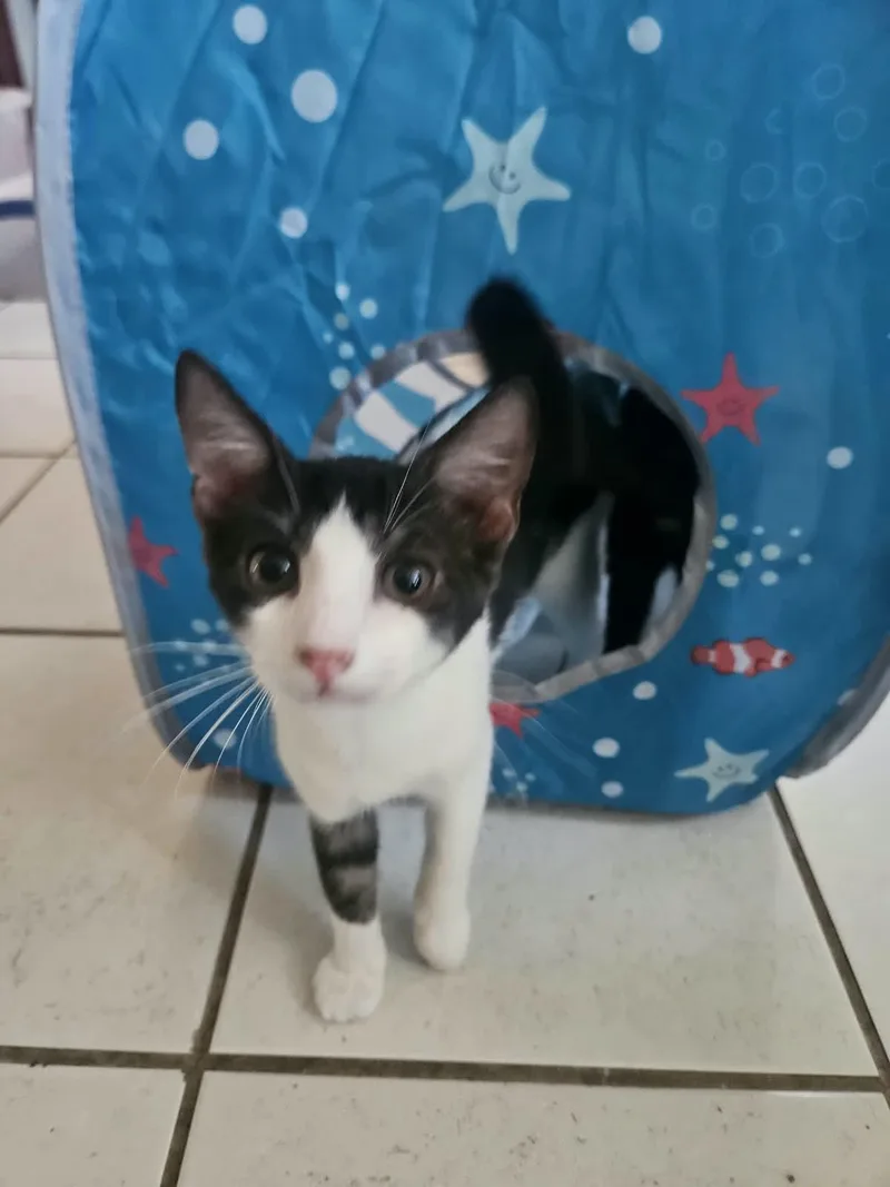 A baby medium-sized male Black & White / Tuxedo Domestic Short Hair cat named Silvestre for adoption in Franklin, MA