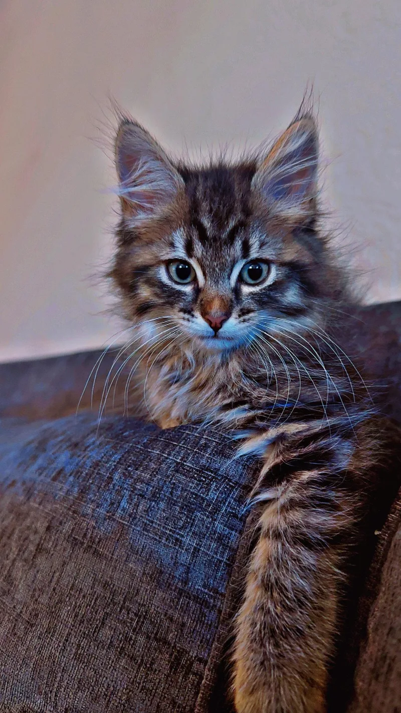 A baby medium-sized female Gray & White Maine Coon cat named Minnie for adoption in Vallejo, CA